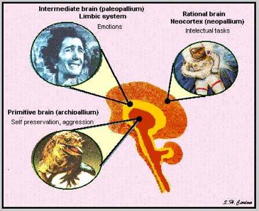 3brains